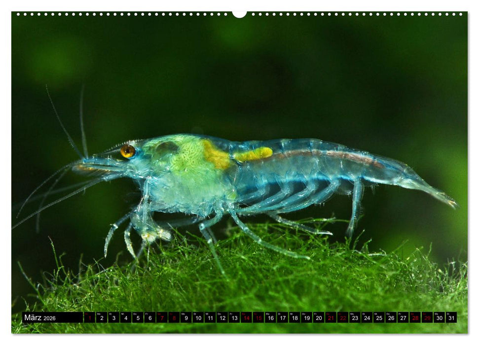 Dwarf Shrimps - Zwerggarnelen (CALVENDO Premium Wandkalender 2026)