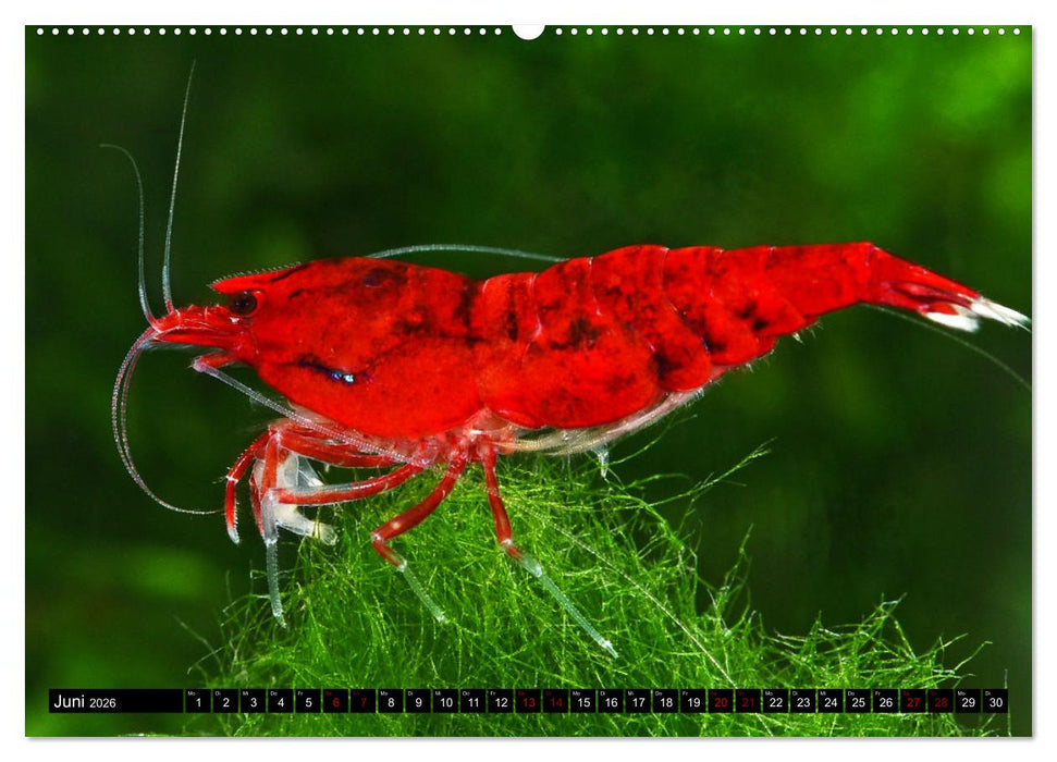 Dwarf Shrimps - Zwerggarnelen (CALVENDO Premium Wandkalender 2026)