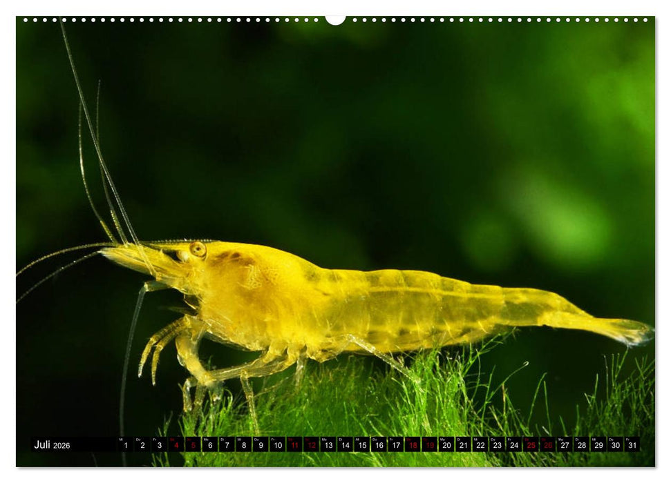 Dwarf Shrimps - Zwerggarnelen (CALVENDO Premium Wandkalender 2026)