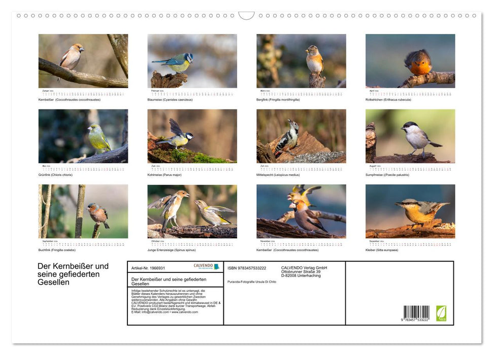 Der Kernbeißer und seine gefiederten Gesellen (CALVENDO Wandkalender 2026)