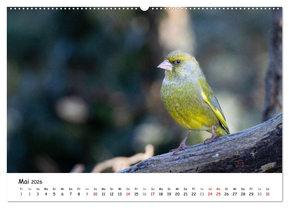 Der Kernbeißer und seine gefiederten Gesellen (CALVENDO Wandkalender 2026)