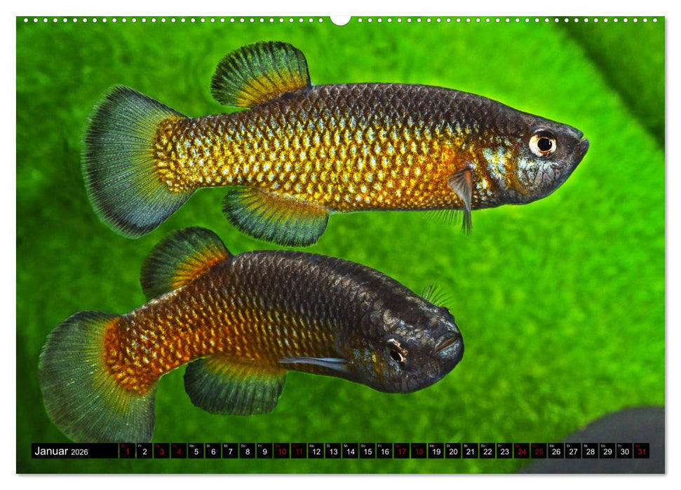 Outdoor-Aquaristik (CALVENDO Wandkalender 2026)