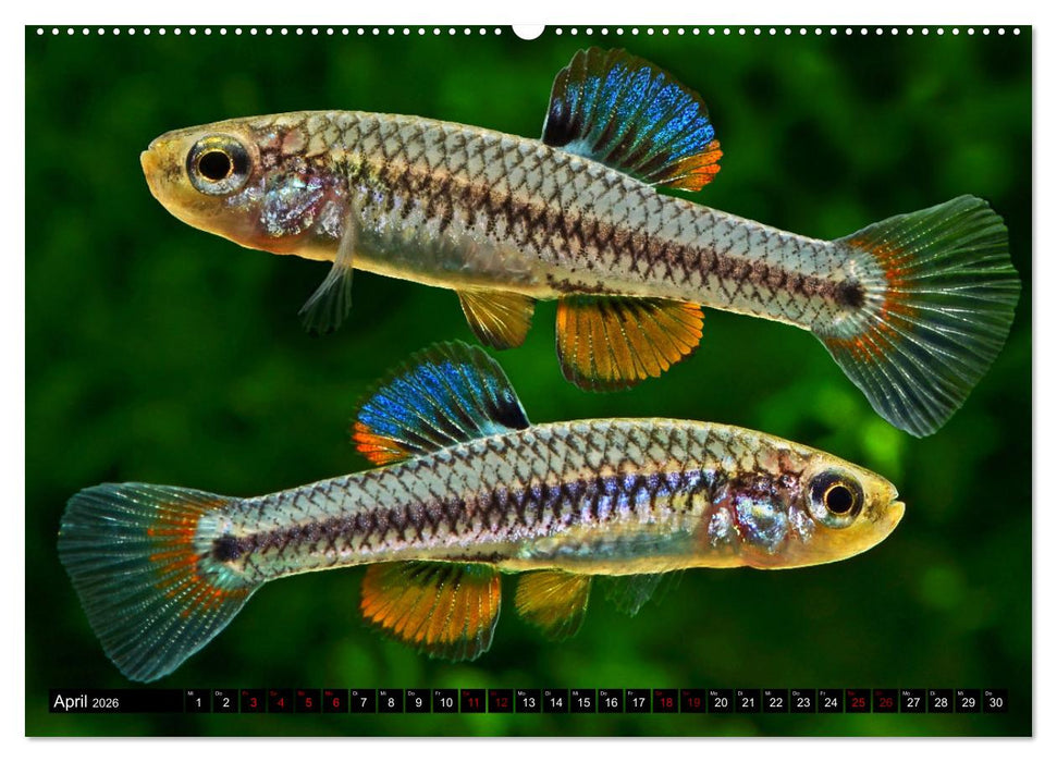 Outdoor-Aquaristik (CALVENDO Wandkalender 2026)