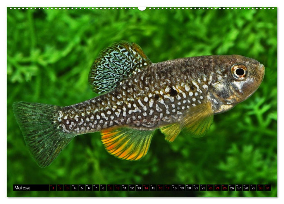 Outdoor-Aquaristik (CALVENDO Wandkalender 2026)