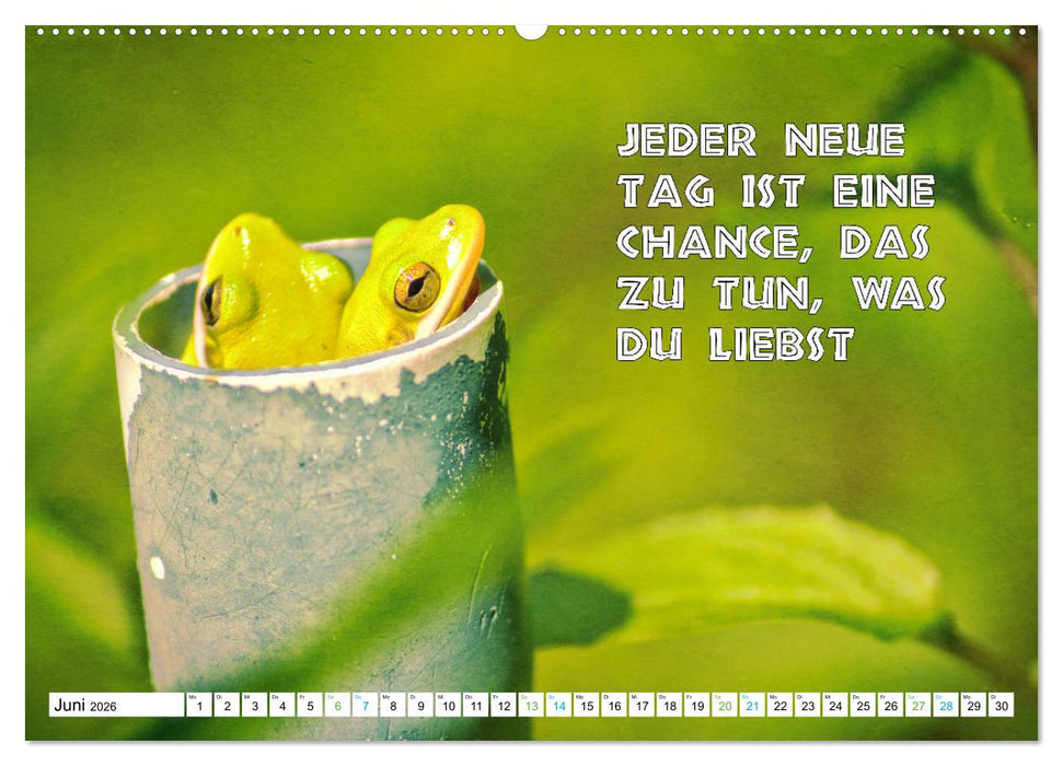 Frosch quakt Sprüche (CALVENDO Wandkalender 2026)