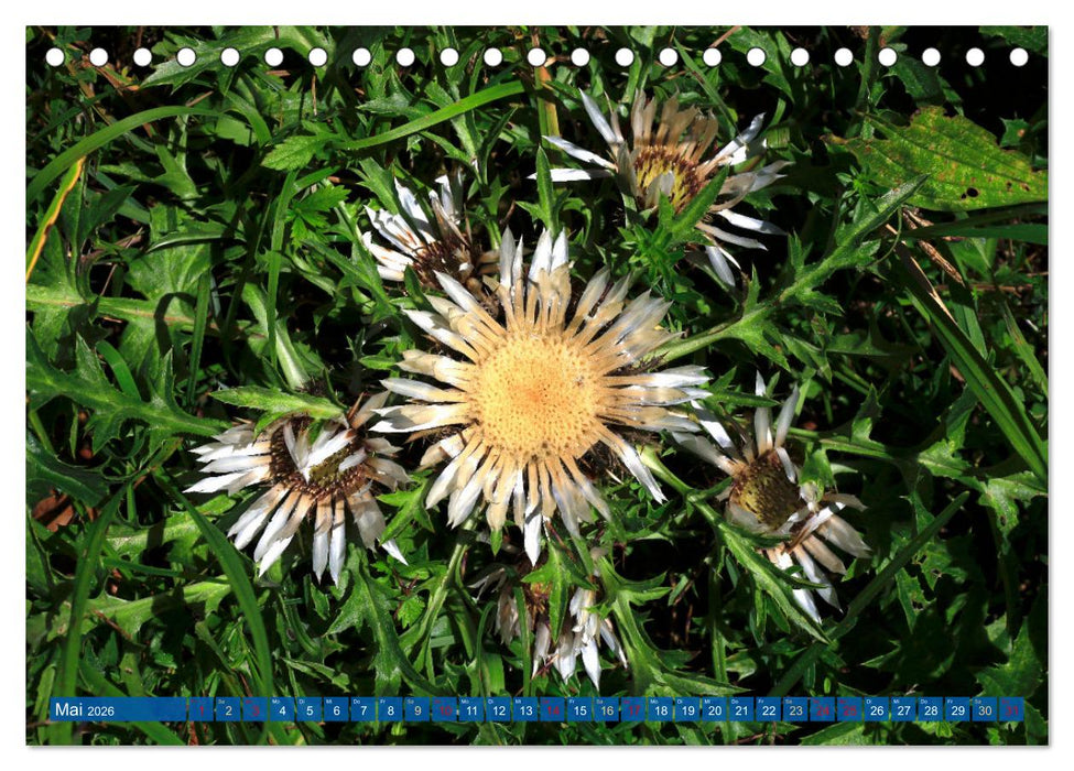 Mangfallgebirge (CALVENDO Wandkalender 2026)