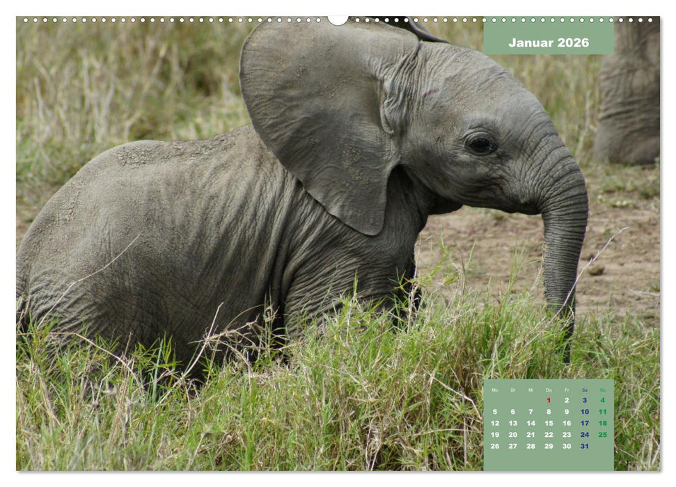 E wie Elefanten - verspielt und schnüssig (CALVENDO Wandkalender 2026)