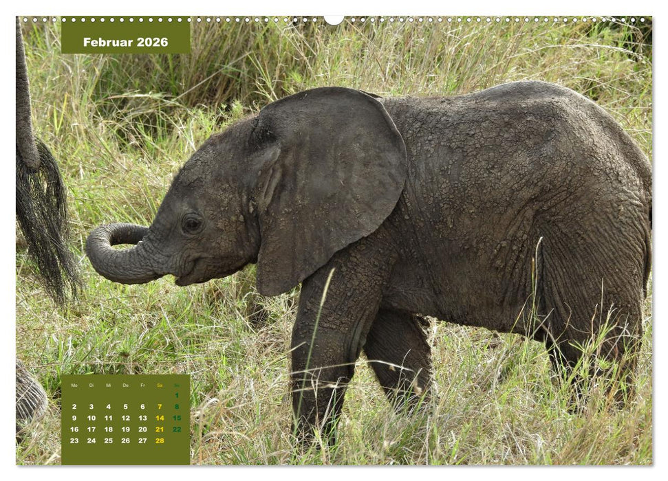 E wie Elefanten - verspielt und schnüssig (CALVENDO Wandkalender 2026)