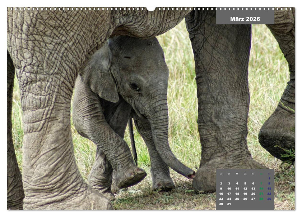 E wie Elefanten - verspielt und schnüssig (CALVENDO Wandkalender 2026)