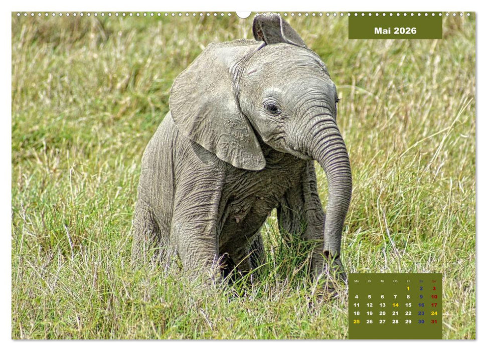 E wie Elefanten - verspielt und schnüssig (CALVENDO Wandkalender 2026)