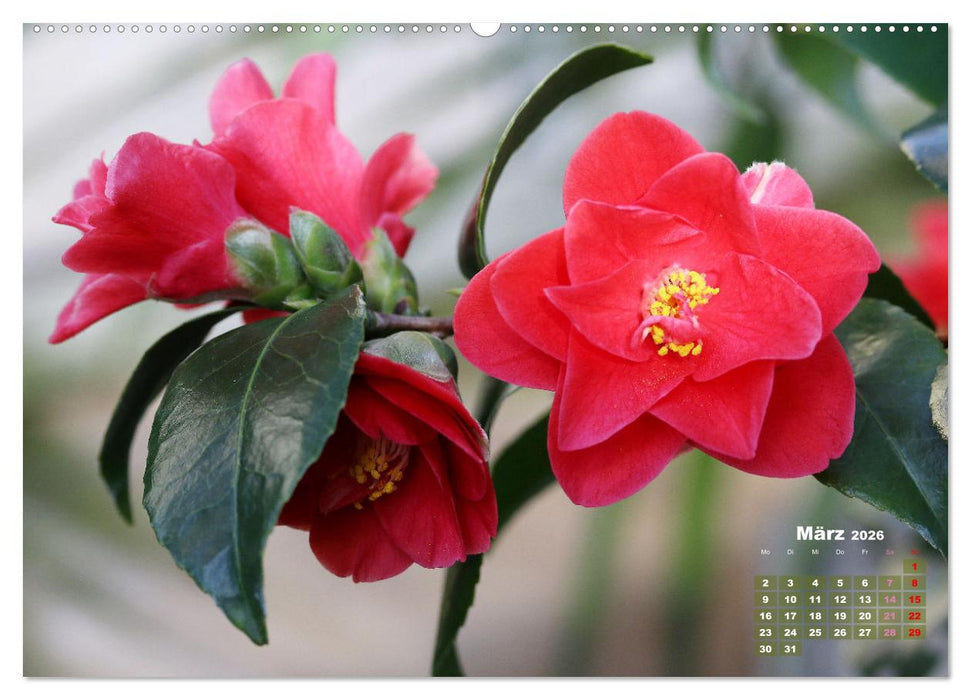 Kamelien - Blütenschönheiten (CALVENDO Wandkalender 2026)
