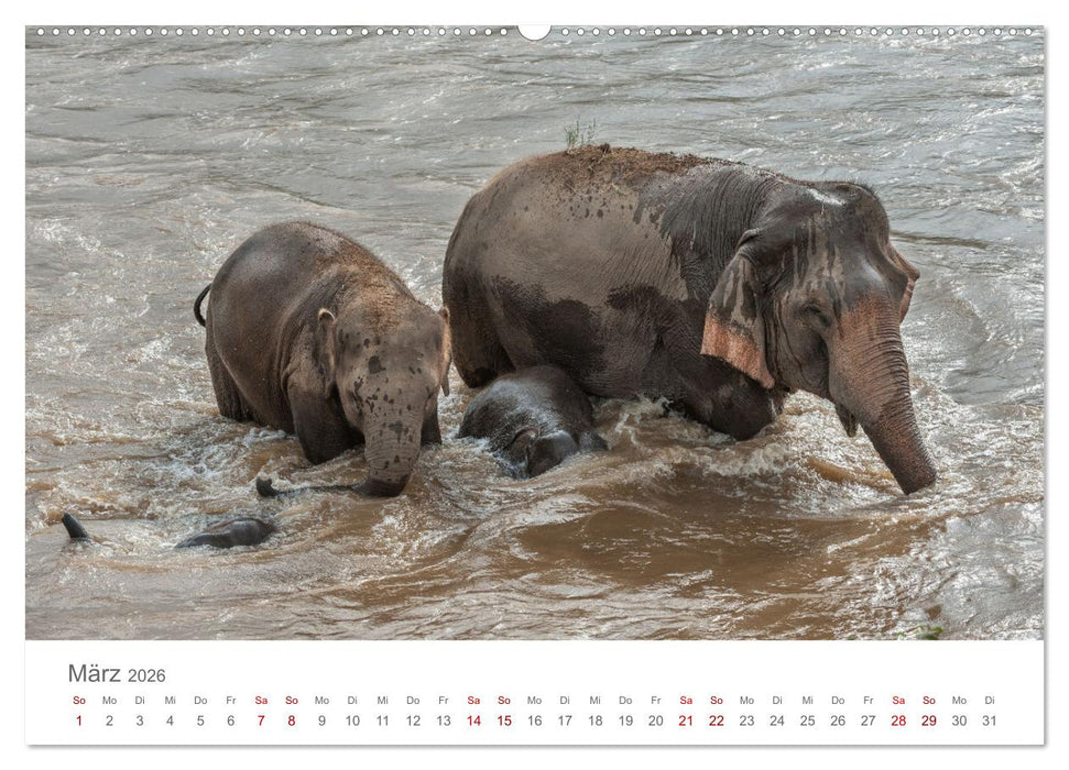 Elefanten - Baden, Planschen, Rüsseln (CALVENDO Wandkalender 2026)
