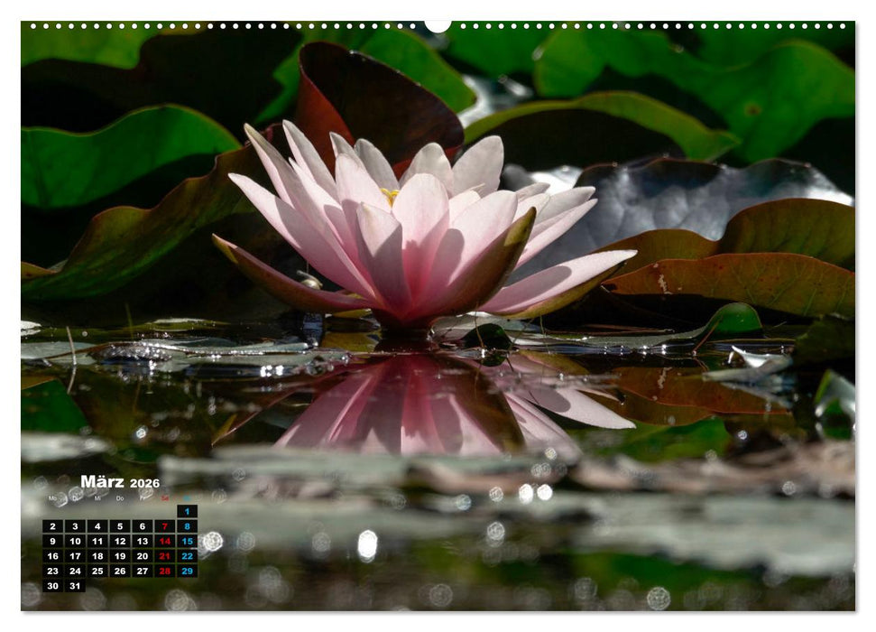 Malerische Seerosen (CALVENDO Wandkalender 2026)