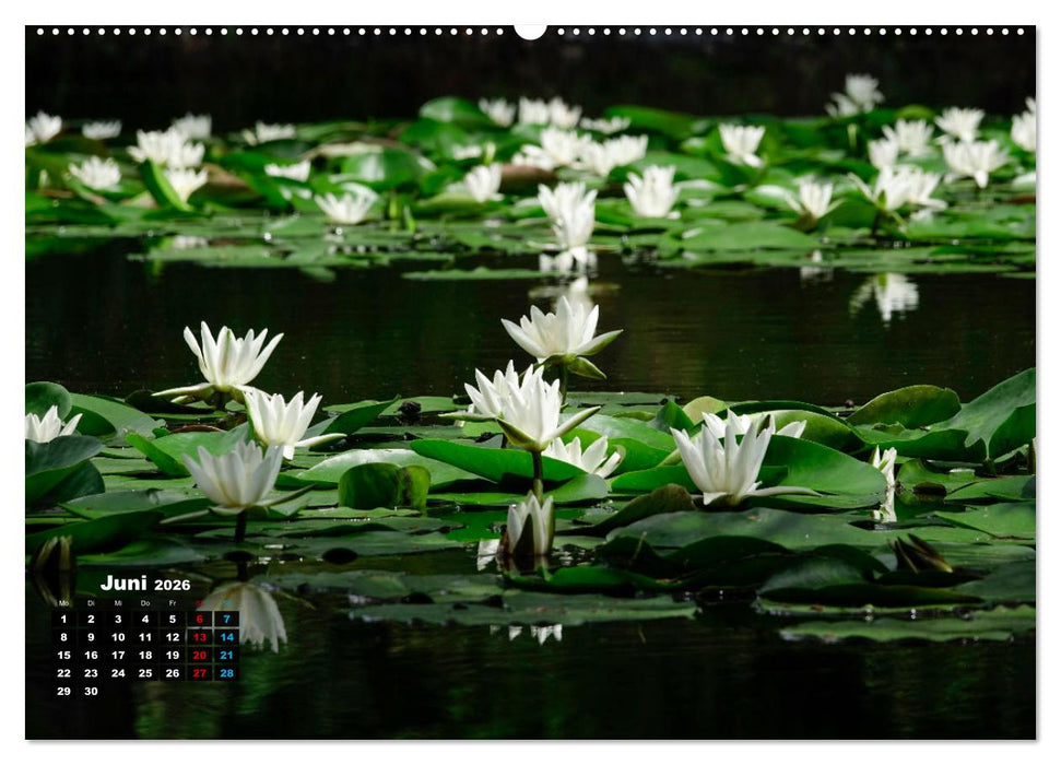 Malerische Seerosen (CALVENDO Wandkalender 2026)