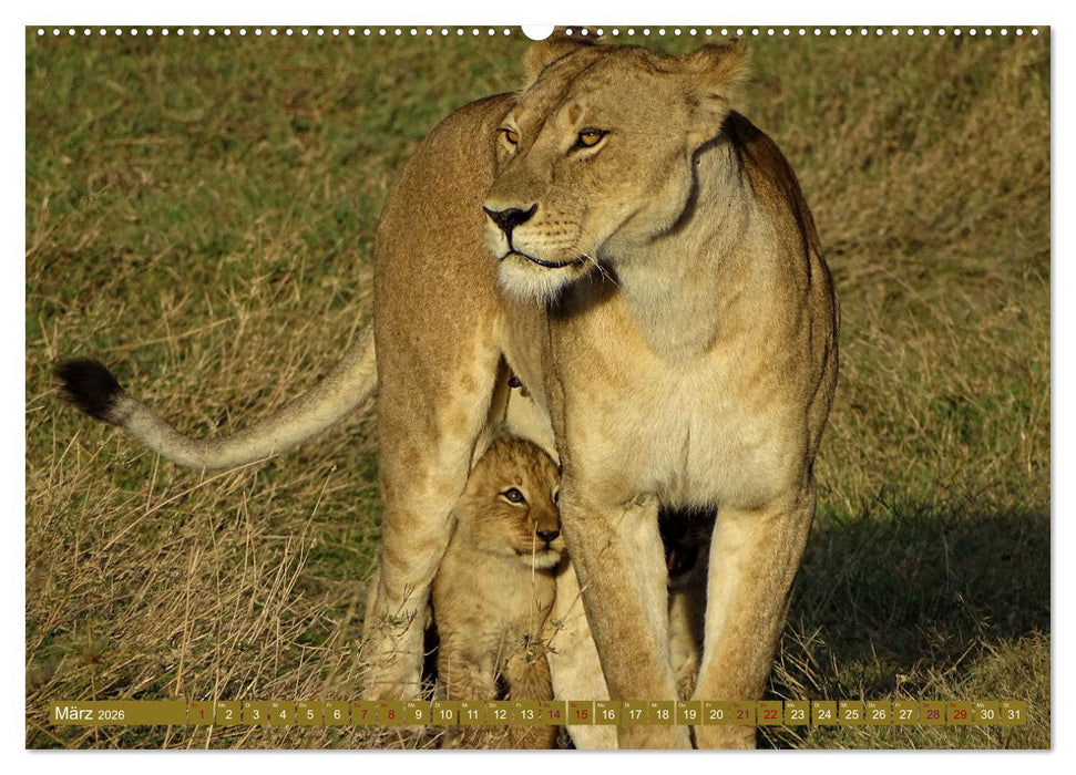 Löwen - gross und klein (CALVENDO Wandkalender 2026)