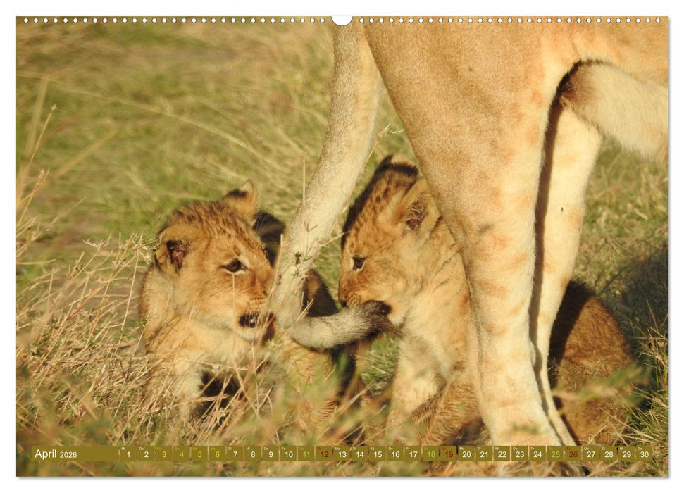 Löwen - gross und klein (CALVENDO Wandkalender 2026)