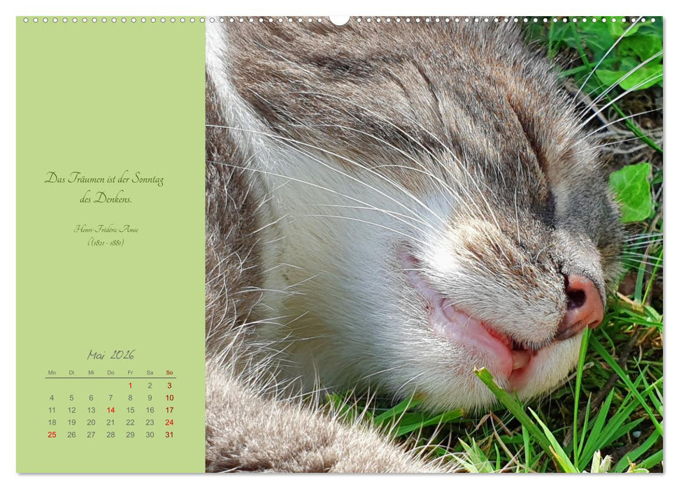 Häng einfach mal ab (CALVENDO Premium Wandkalender 2026)