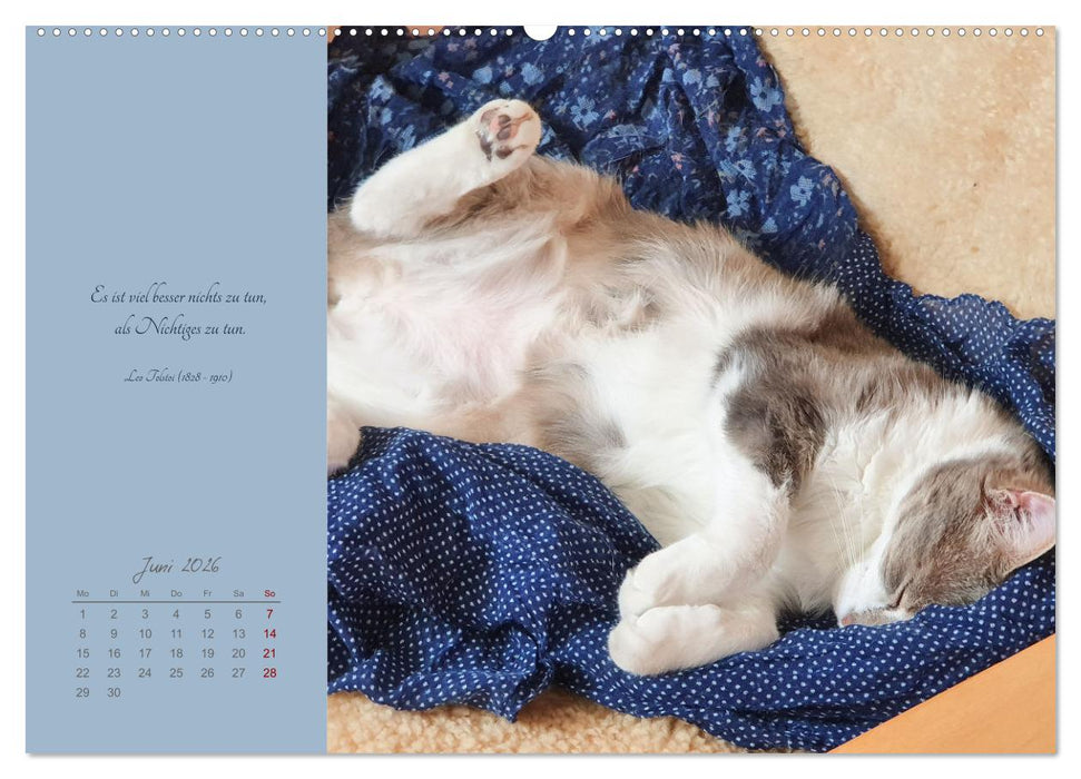 Häng einfach mal ab (CALVENDO Premium Wandkalender 2026)