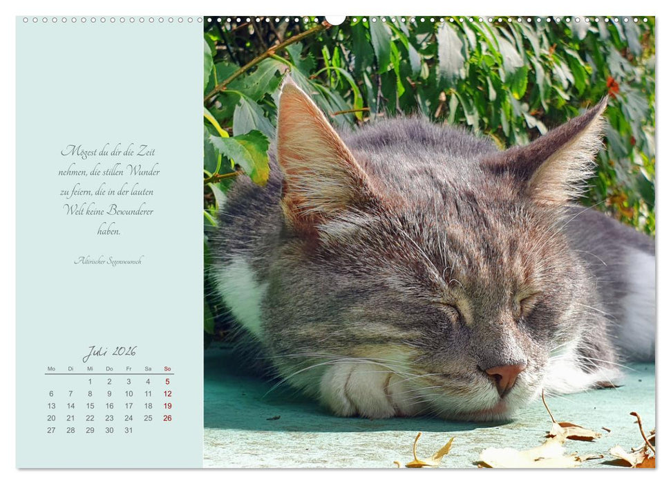 Häng einfach mal ab (CALVENDO Premium Wandkalender 2026)