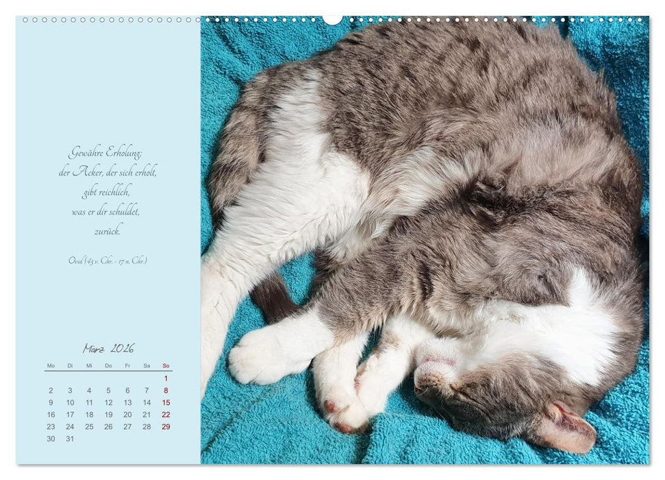 Häng einfach mal ab (CALVENDO Wandkalender 2026)