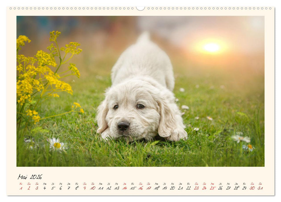 Golden Retriever... Herzenshunde (CALVENDO Premium Wandkalender 2026)
