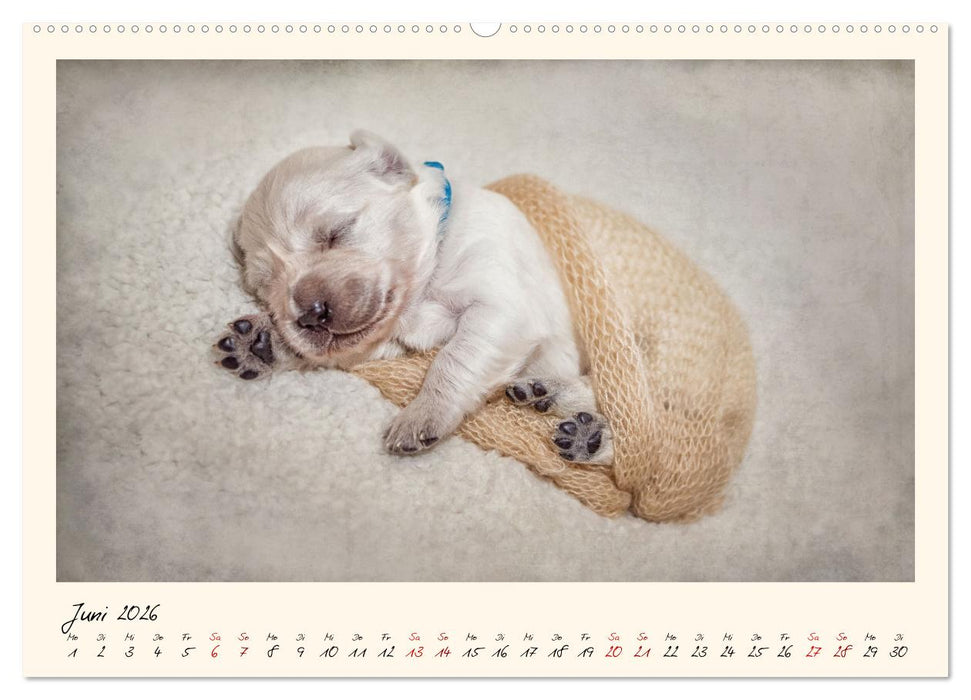 Golden Retriever... Herzenshunde (CALVENDO Premium Wandkalender 2026)