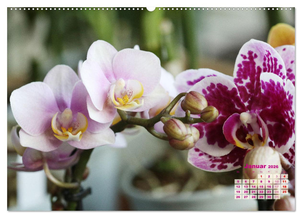 Schönste Orchideen (CALVENDO Wandkalender 2026)