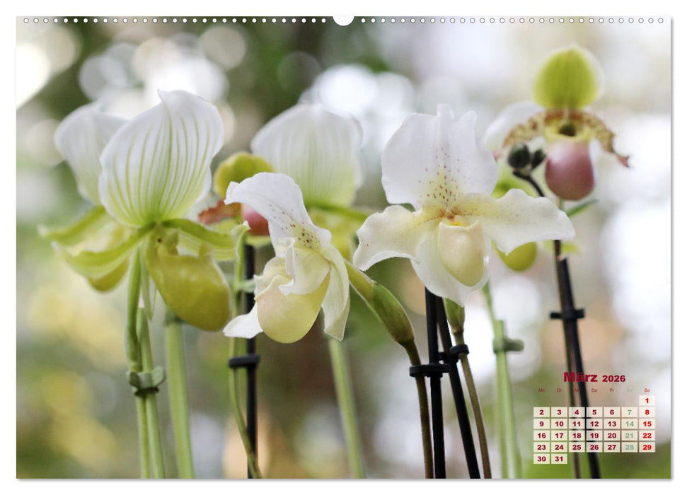Schönste Orchideen (CALVENDO Wandkalender 2026)