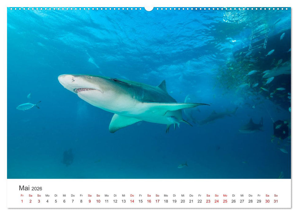 Haie - Vorsicht gefährlich! (CALVENDO Wandkalender 2026)