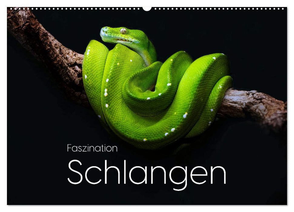 Faszination Schlangen (CALVENDO Wandkalender 2026)
