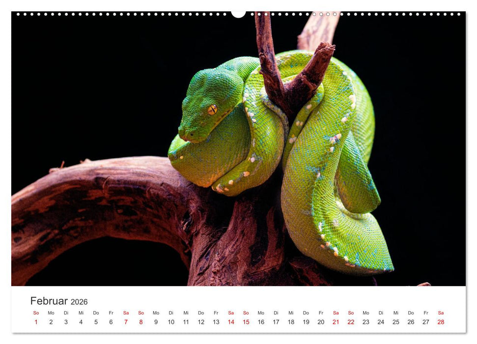 Faszination Schlangen (CALVENDO Wandkalender 2026)