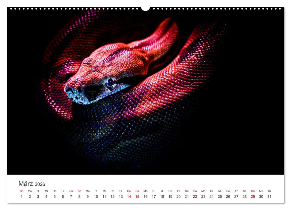 Faszination Schlangen (CALVENDO Wandkalender 2026)