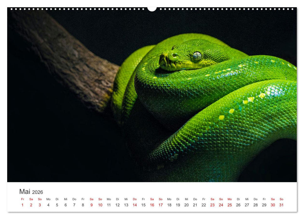 Faszination Schlangen (CALVENDO Wandkalender 2026)