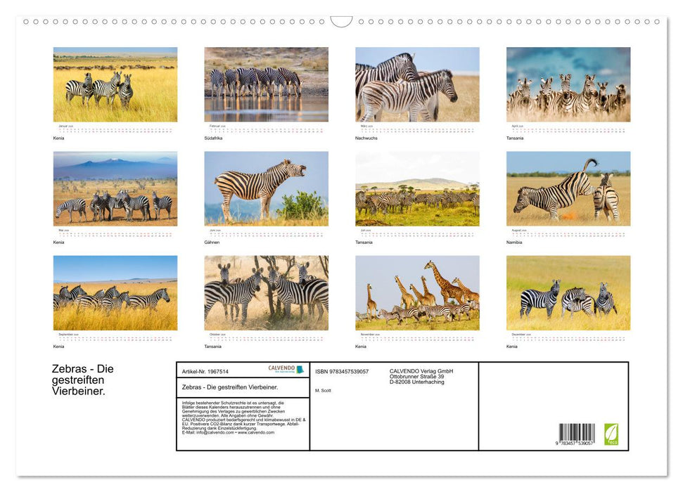 Zebras - Die gestreiften Vierbeiner. (CALVENDO Wandkalender 2026)