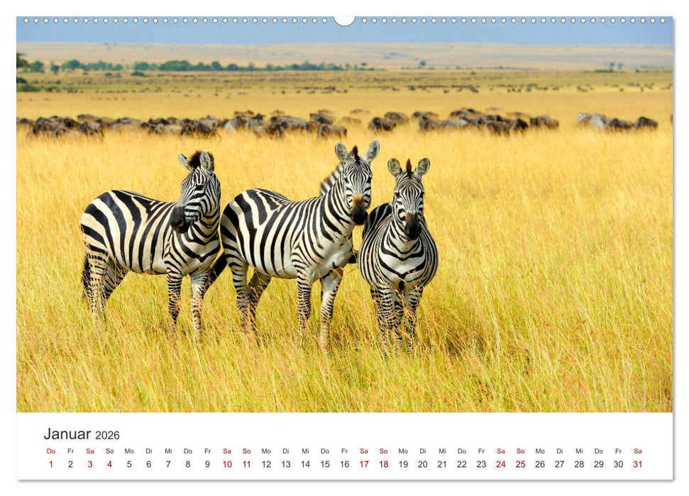 Zebras - Die gestreiften Vierbeiner. (CALVENDO Wandkalender 2026)