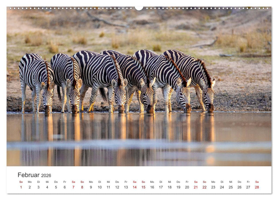 Zebras - Die gestreiften Vierbeiner. (CALVENDO Wandkalender 2026)