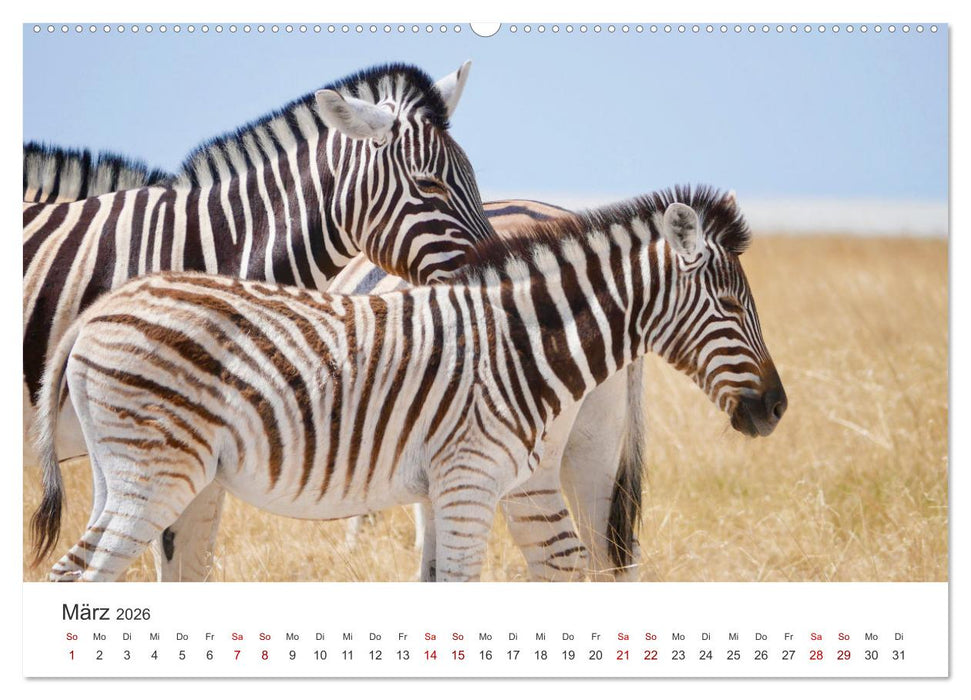 Zebras - Die gestreiften Vierbeiner. (CALVENDO Wandkalender 2026)