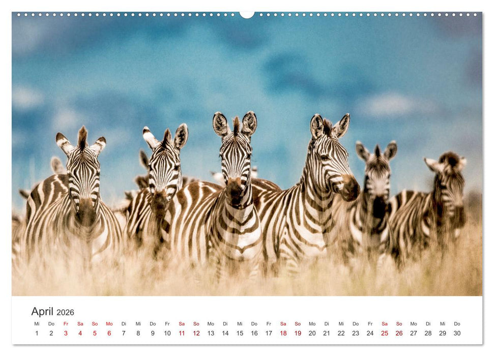 Zebras - Die gestreiften Vierbeiner. (CALVENDO Wandkalender 2026)