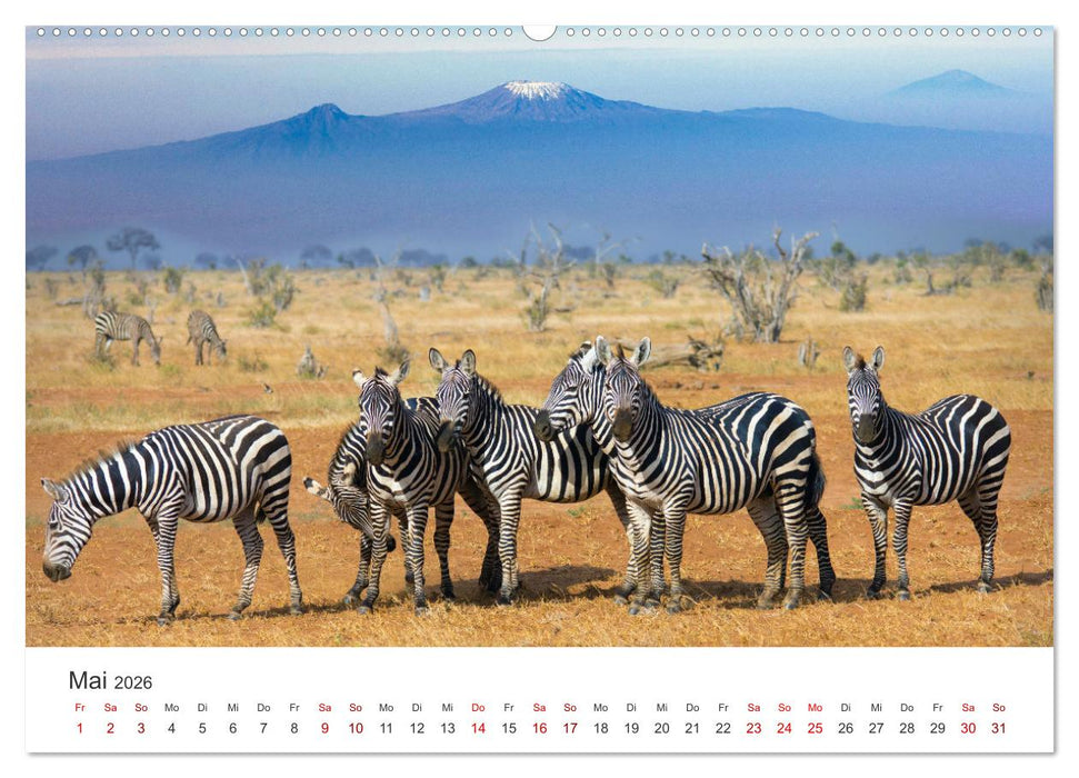 Zebras - Die gestreiften Vierbeiner. (CALVENDO Wandkalender 2026)