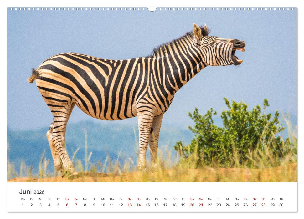 Zebras - Die gestreiften Vierbeiner. (CALVENDO Wandkalender 2026)