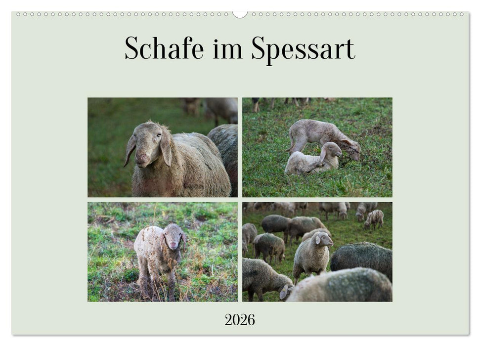 Schafe im Spessart (CALVENDO Wandkalender 2026)
