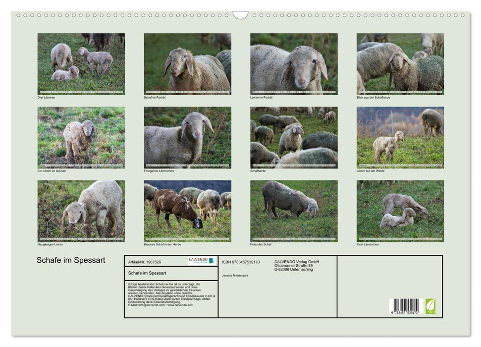 Schafe im Spessart (CALVENDO Wandkalender 2026)