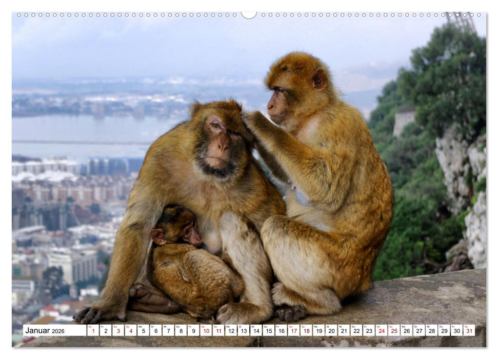 Gibraltar - Großbritannien am Mittelmeer (CALVENDO Wandkalender 2026)