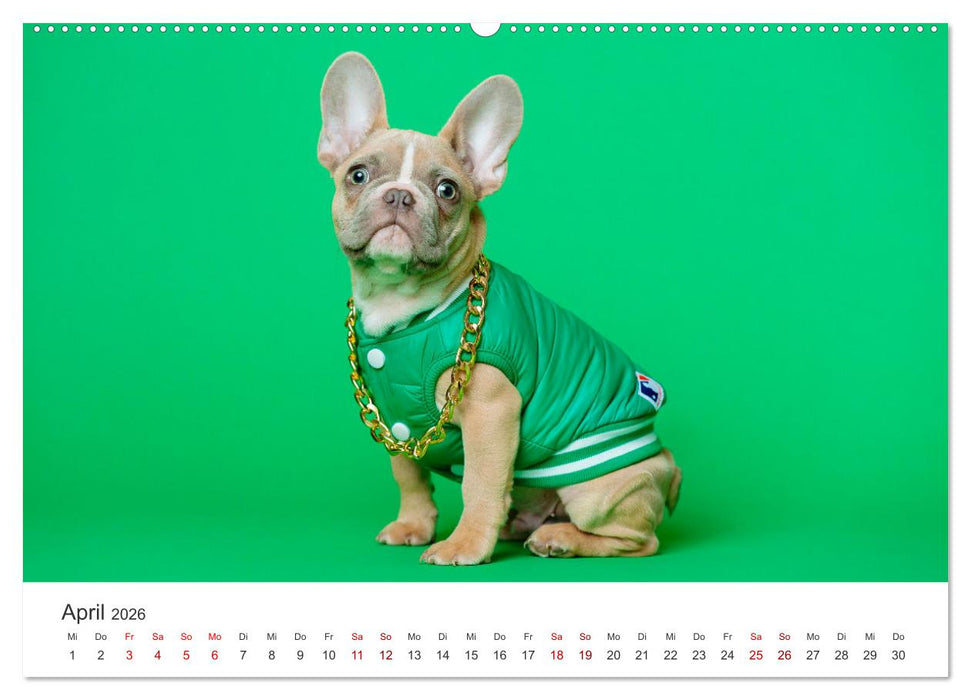 Die Bulldogge Henry (CALVENDO Wandkalender 2026)