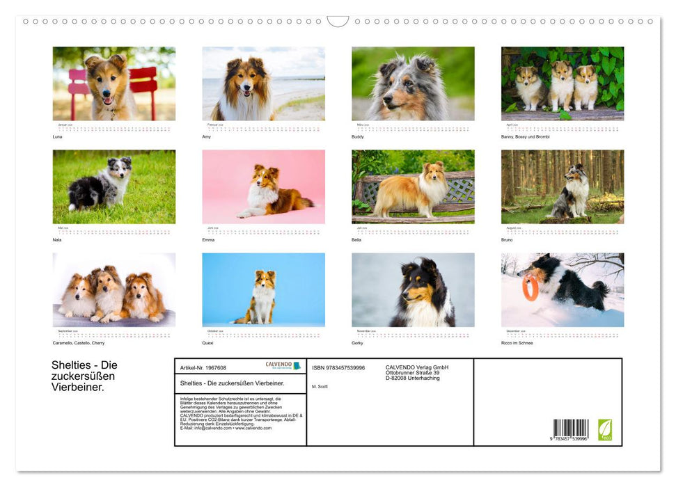 Shelties - Die zuckersüßen Vierbeiner. (CALVENDO Wandkalender 2026)