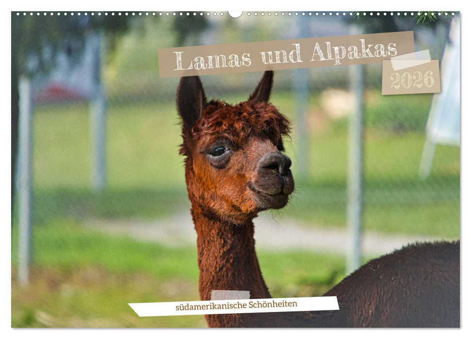 Lamas und Alpakas - südamerikanische Schönheiten (CALVENDO Wandkalender 2026)