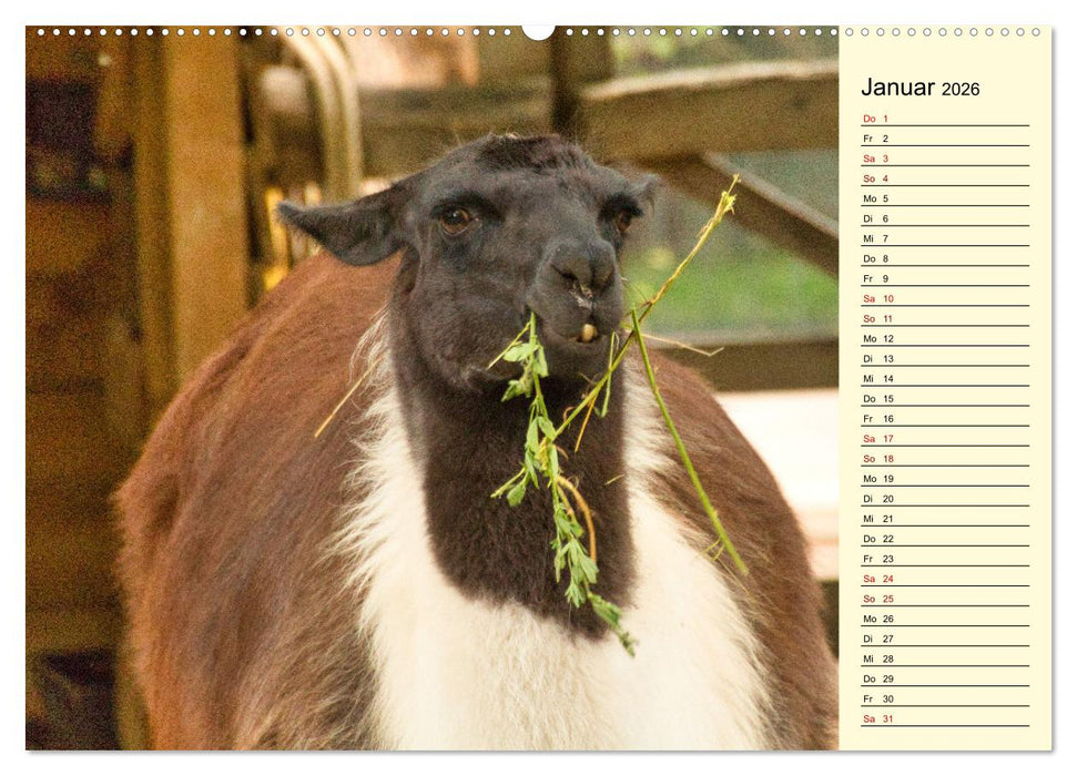 Lamas und Alpakas - südamerikanische Schönheiten (CALVENDO Wandkalender 2026)