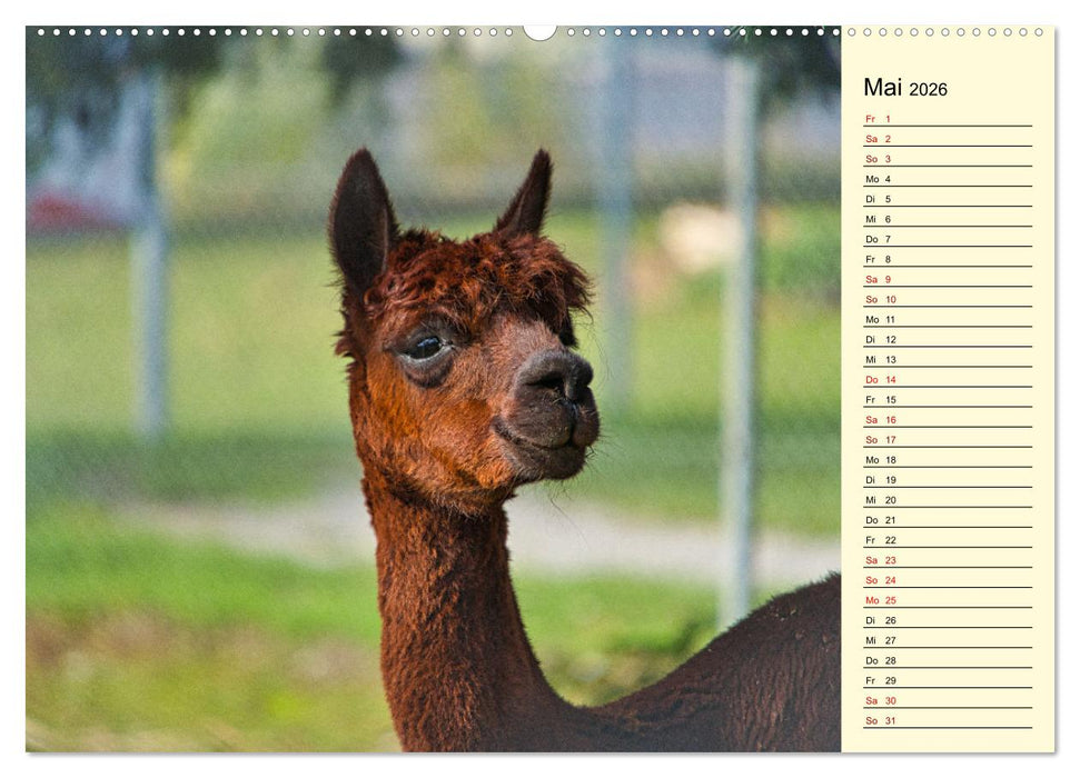 Lamas und Alpakas - südamerikanische Schönheiten (CALVENDO Wandkalender 2026)