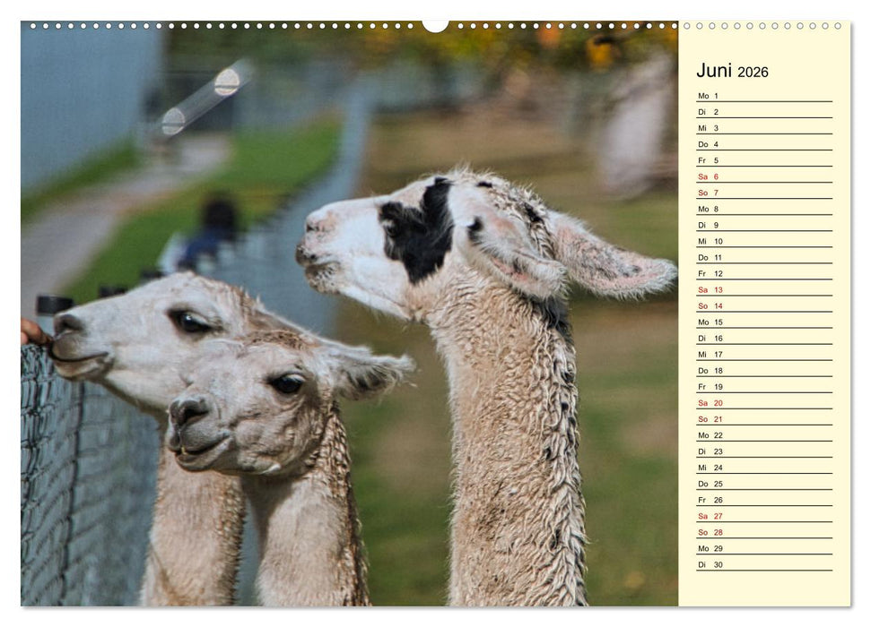 Lamas und Alpakas - südamerikanische Schönheiten (CALVENDO Wandkalender 2026)