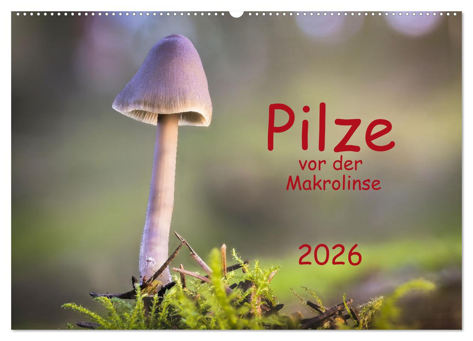 Pilze vor der Makrolinse 2026 (CALVENDO Wandkalender 2026)